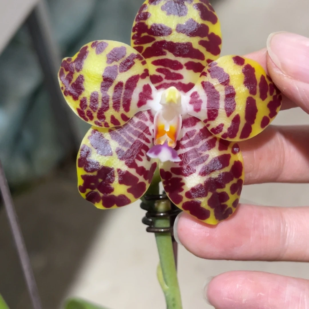 完全开放樱桃象骑士-1384