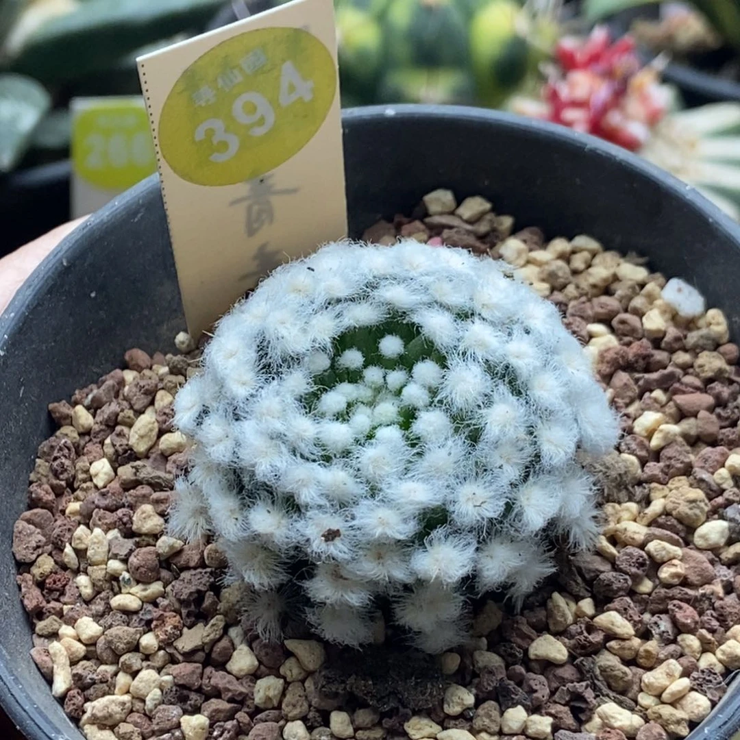 自根降落伞白星4.2cm