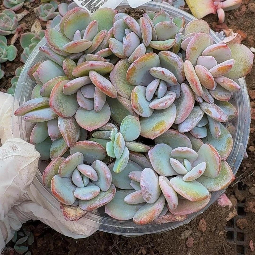 多肉植物多肉植物294量拍