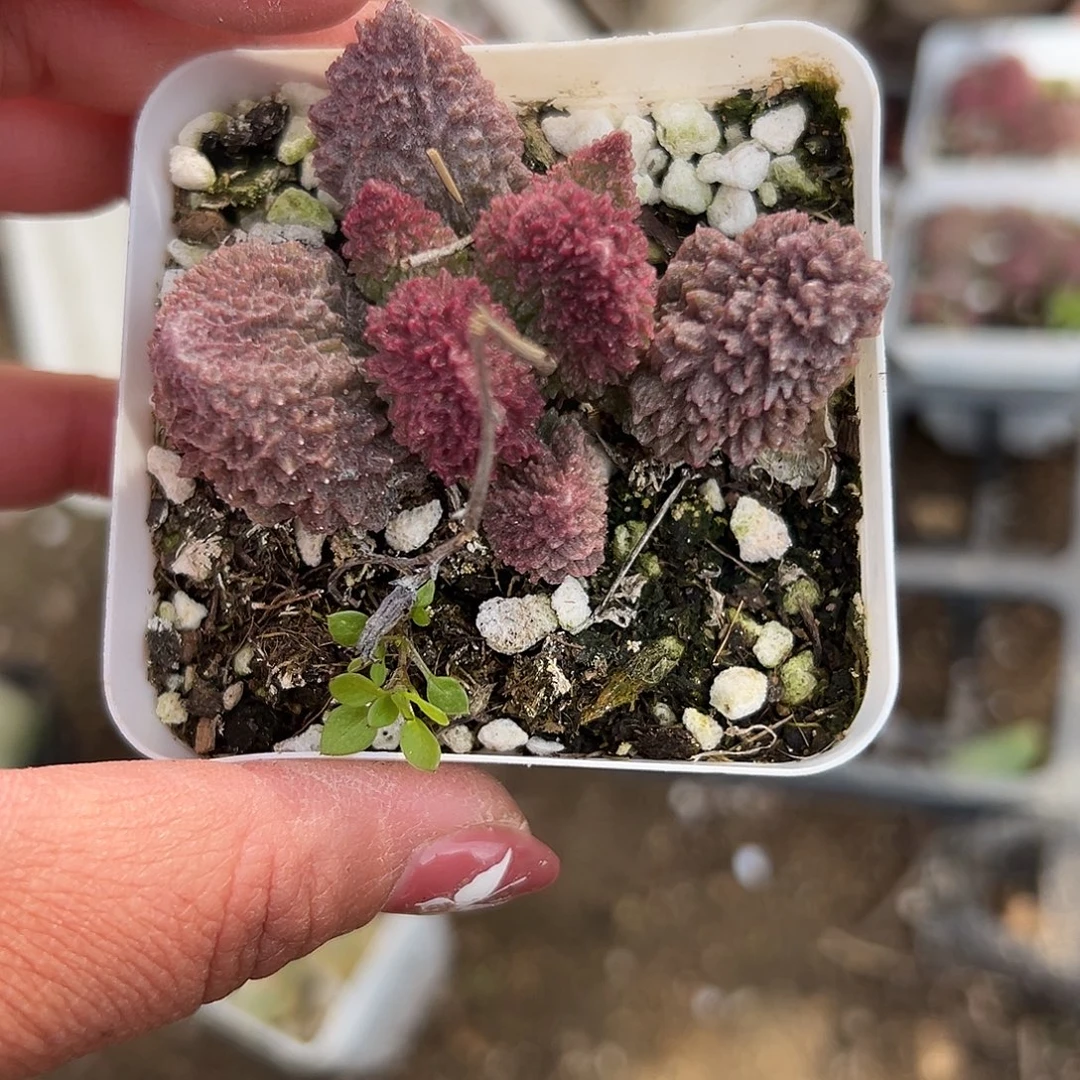 多肉植物朱子玉水泡
