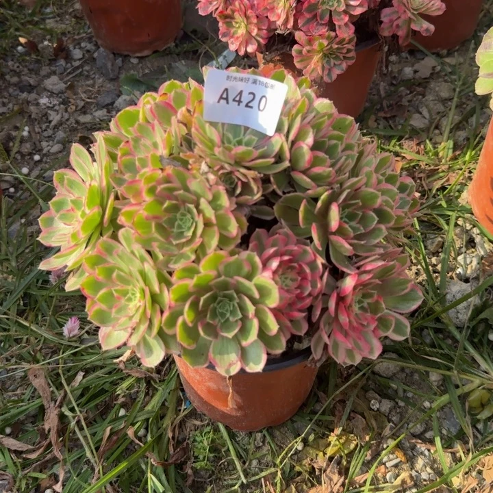 420孔雀翎。多肉植物