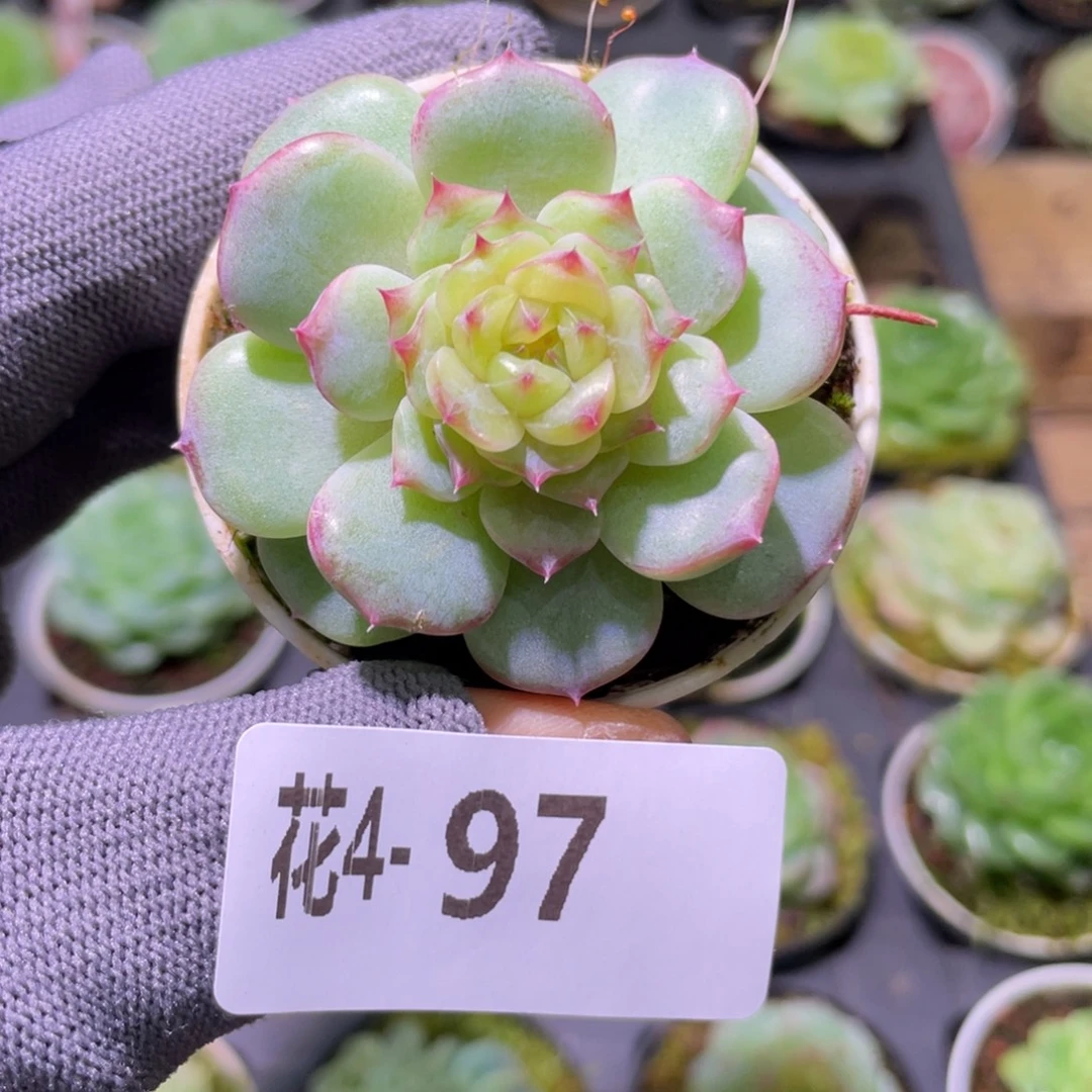 花利美 4-97珍妮