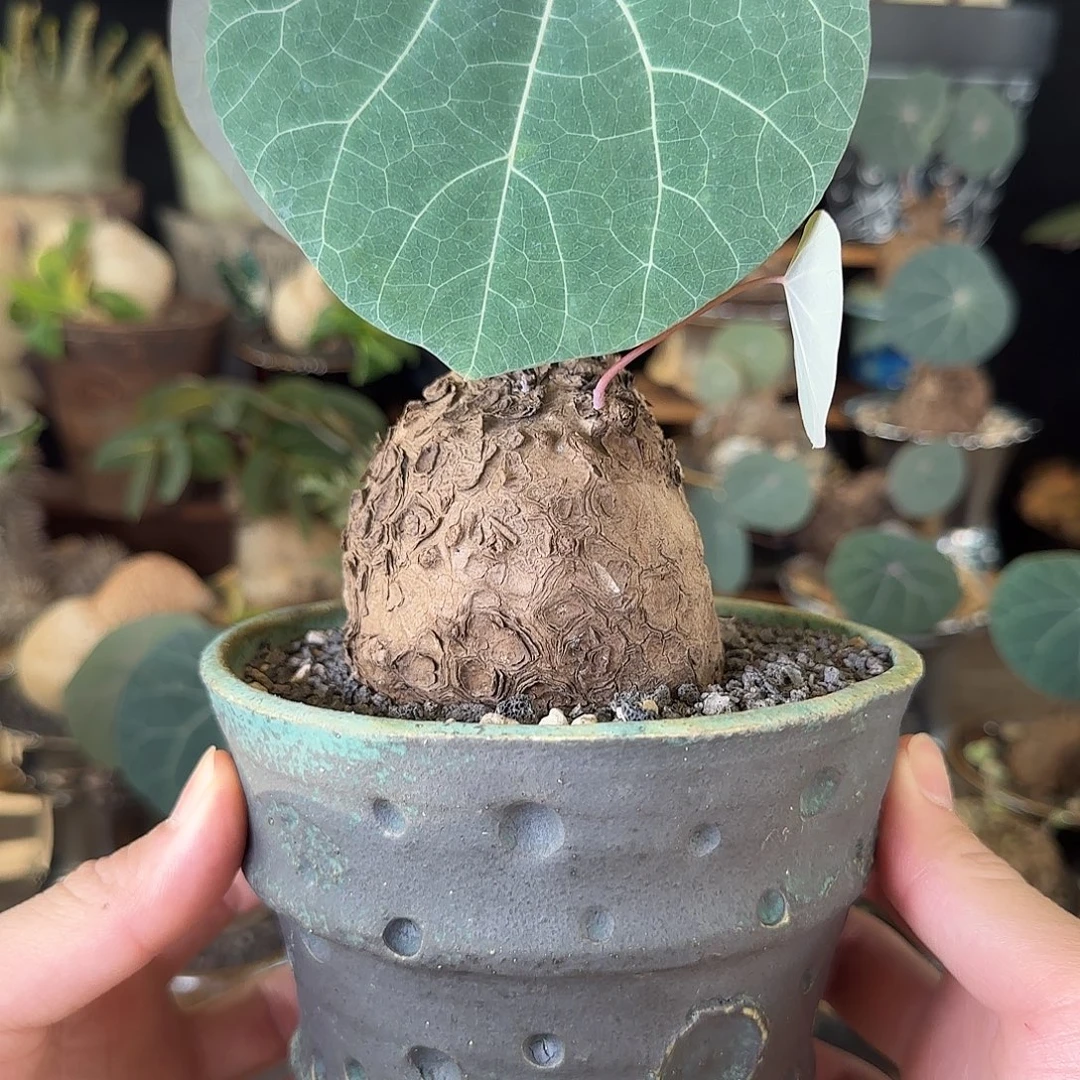 一物一拍老家一叶龟11