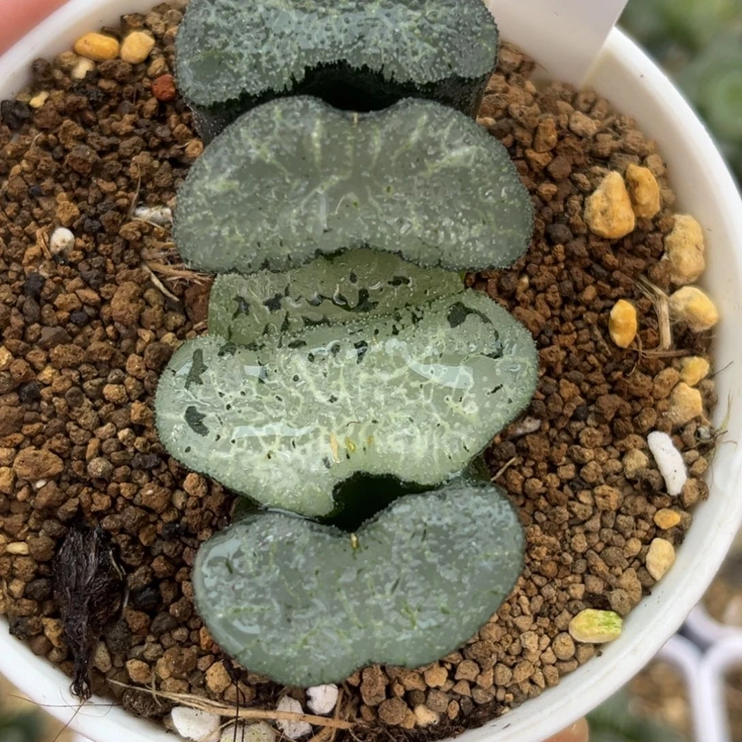 99蓝翼玉扇哈哈哈哈哈哈哈