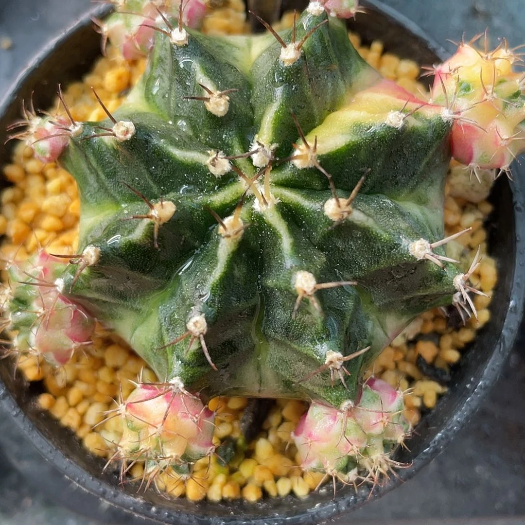 1-221名品泡泡糖5.5厘米