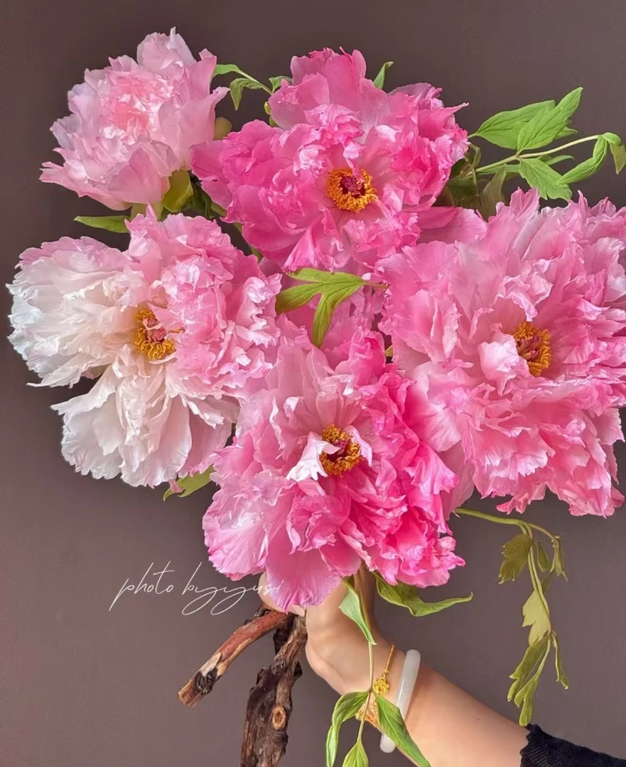 【旭港牡丹.】山东直发 | 新鲜采摘