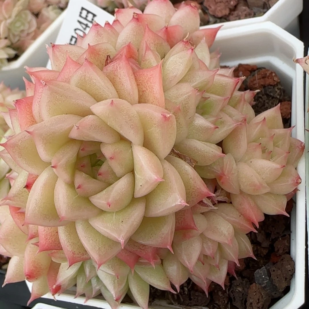 花语逸镜0204-232散