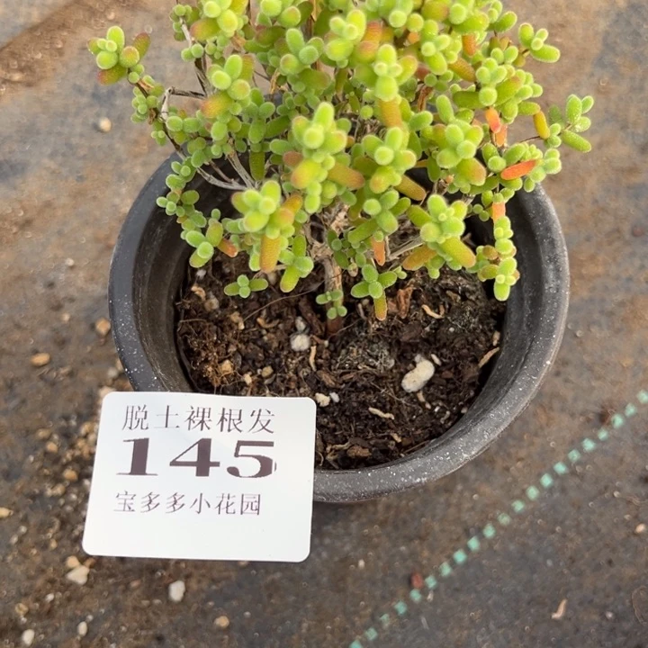 蜜橘糖球一颗量拍多肉满20包邮初7发