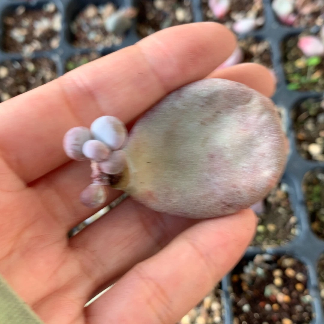 油煎奶酪还好哈哈哈