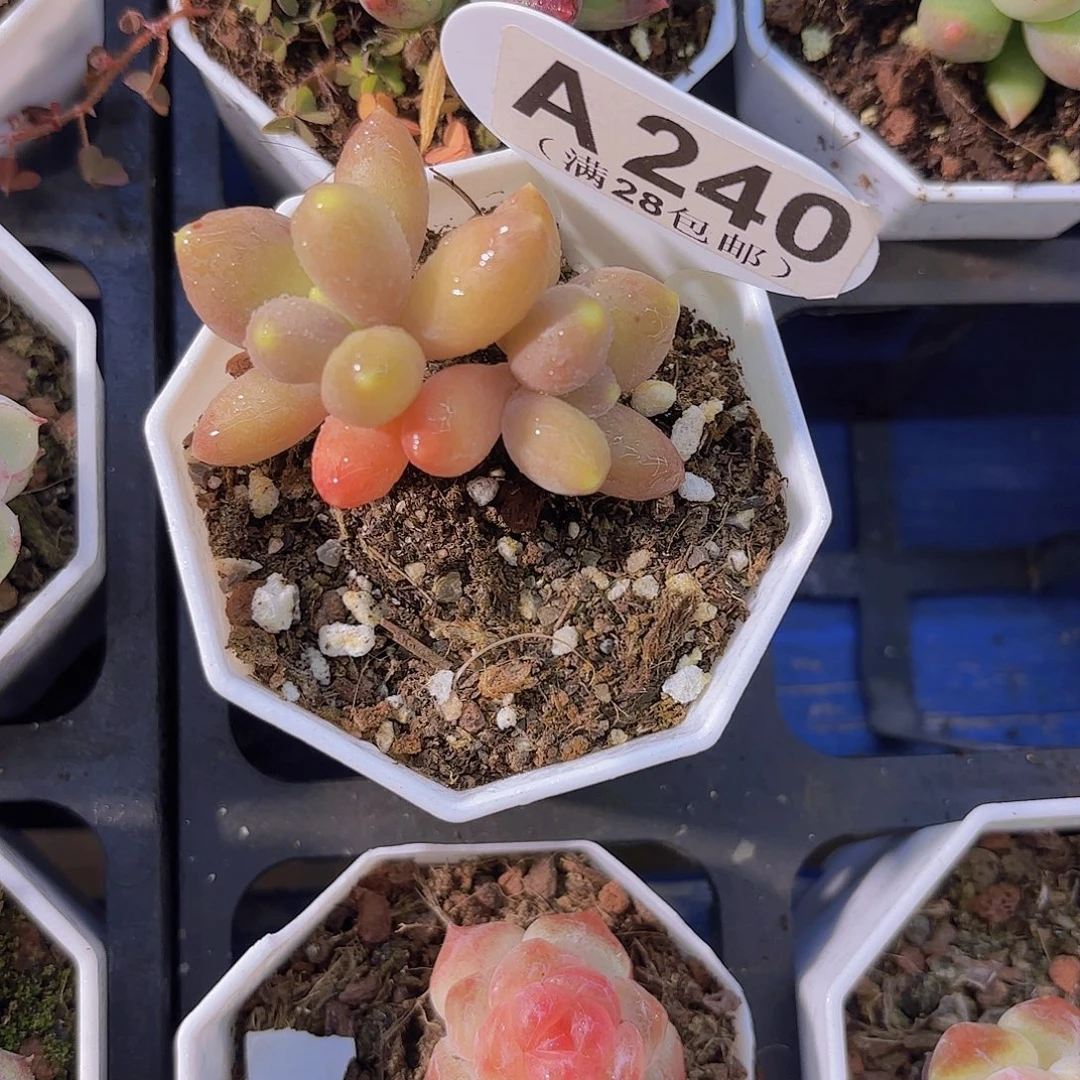 A240芒果奶一物一拍