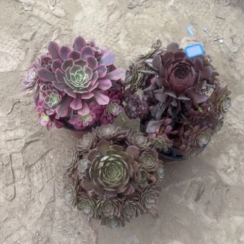 107多肉植物组合，