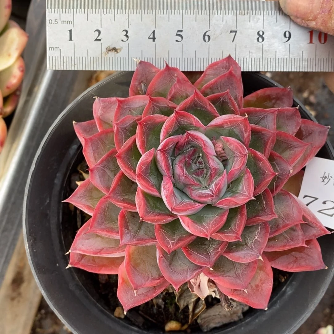 7216杂交多肉老桩