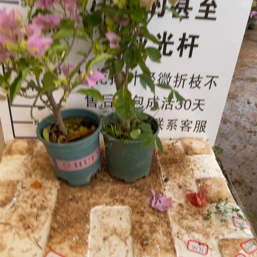 ****花大部分开放少量花苞2-2362