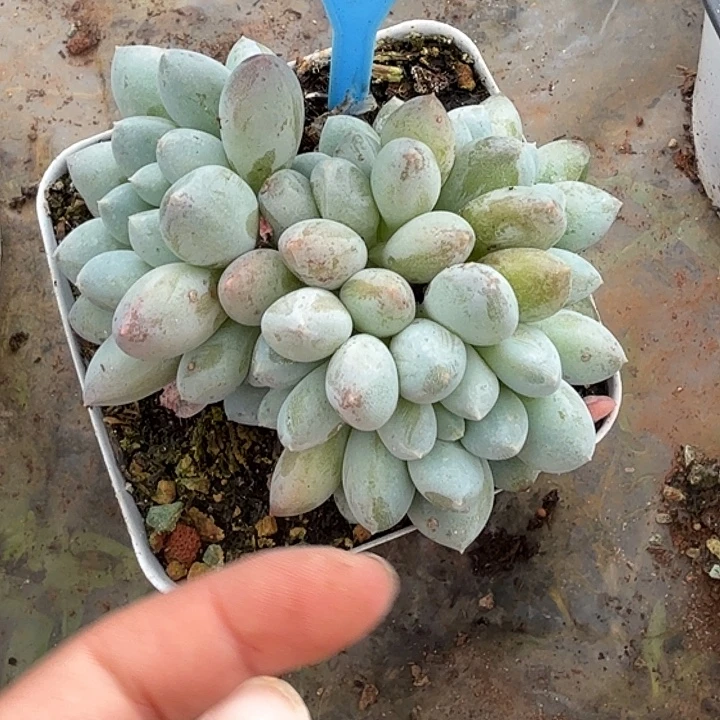 奶糖一物一拍026.