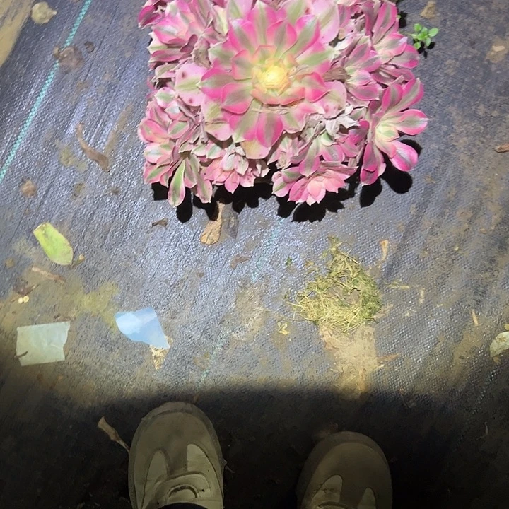 一单包邮不包侧枝18