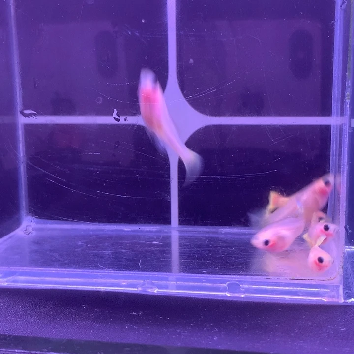 孔雀鱼黄金玻璃猫6条