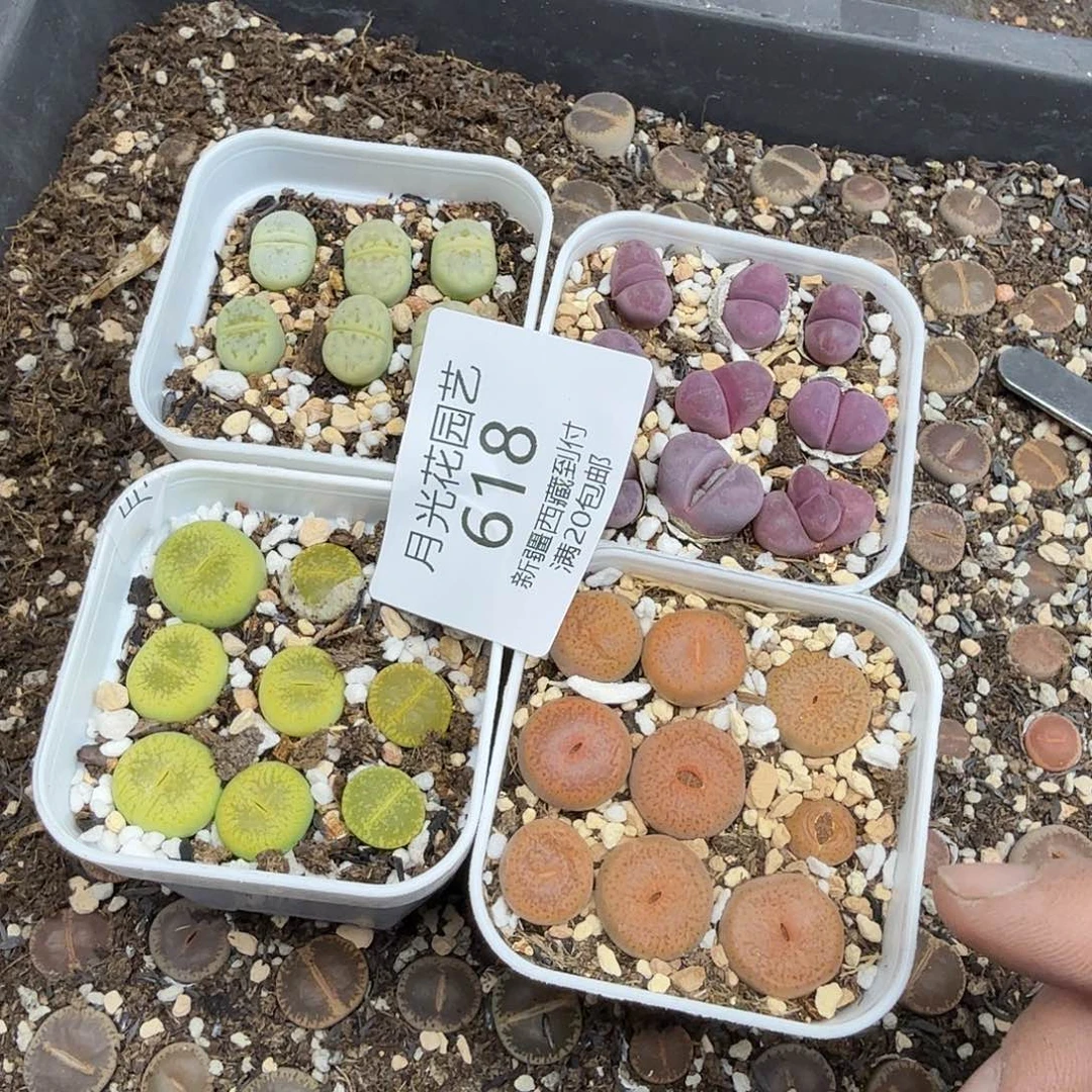 是一个不想被束缚而618不