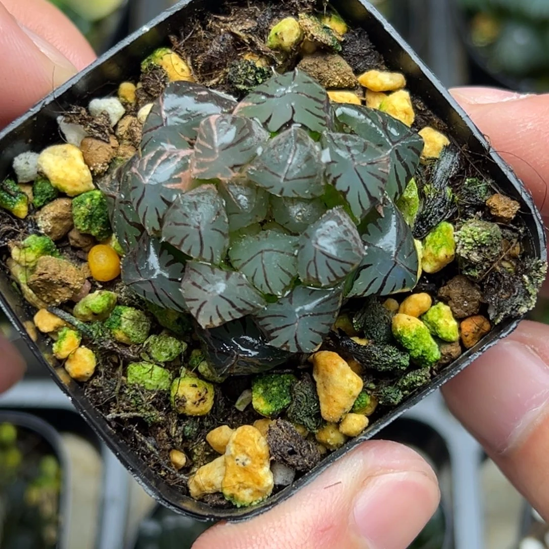135龙爪玉露锦一物一拍