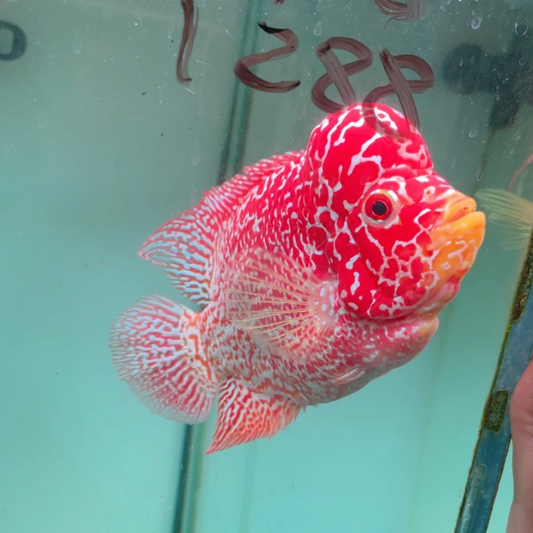 广***化海水鱼罗汉鱼火凤凰