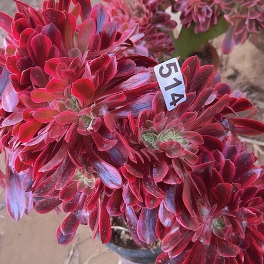 花*嘟多肉植物一个