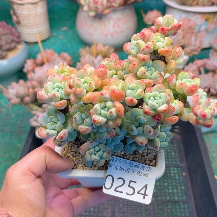 大0254:）zvxggbbbbv