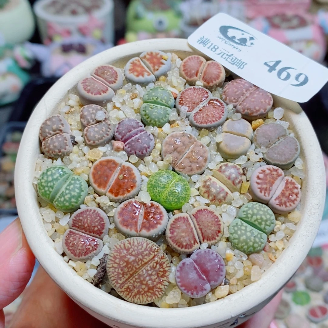 生石花花花花开了469