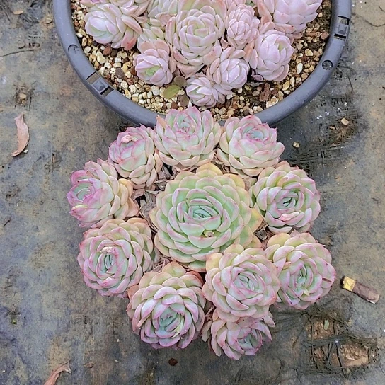 郭**姐西娜多肉植物