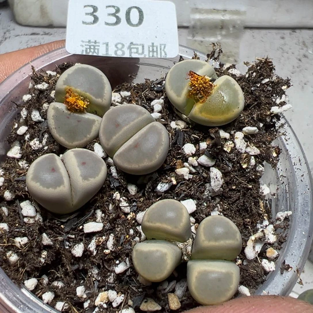 【闪购商品】 330。