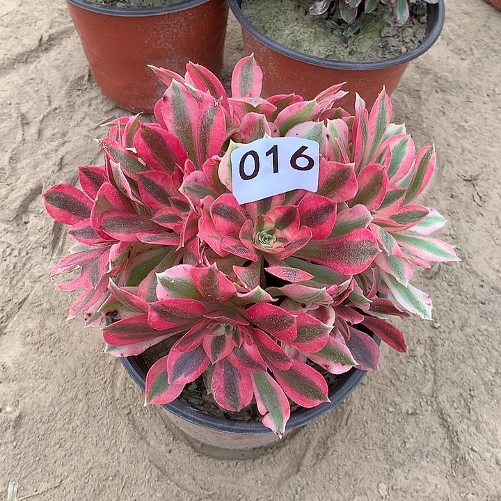 无花朵叶*016女巫多肉中