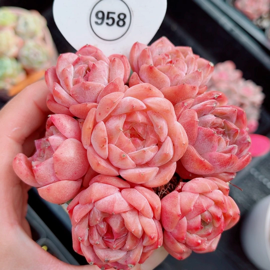 958号糖心单头7颗组合