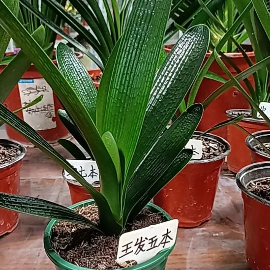 矿***水
