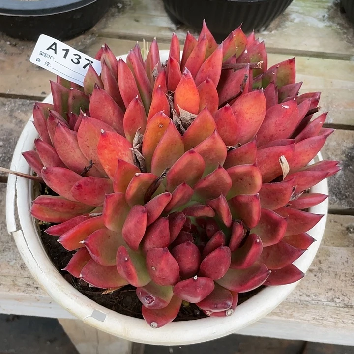 若如东云单拍A137