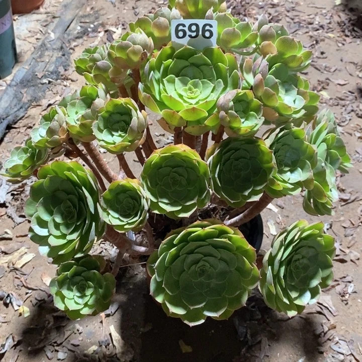 法师植物一物一拍696