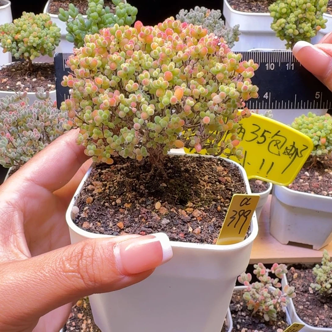 a399号蜜橘冠服9厘米左右