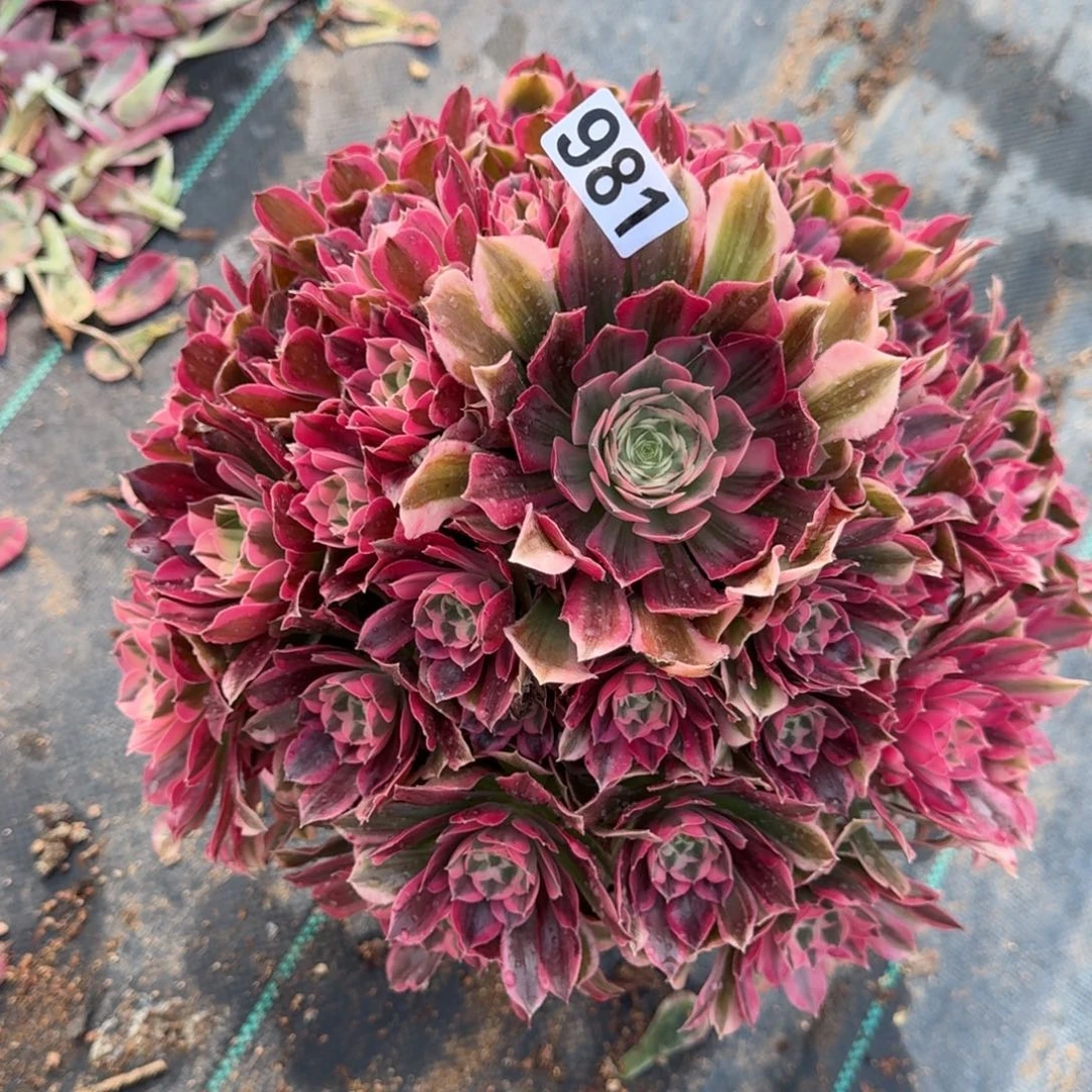 981大男神多肉植物