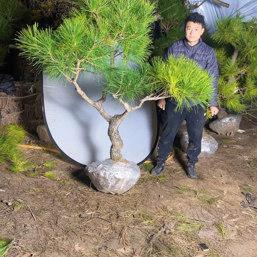 颐***园环岛园林黑松直播