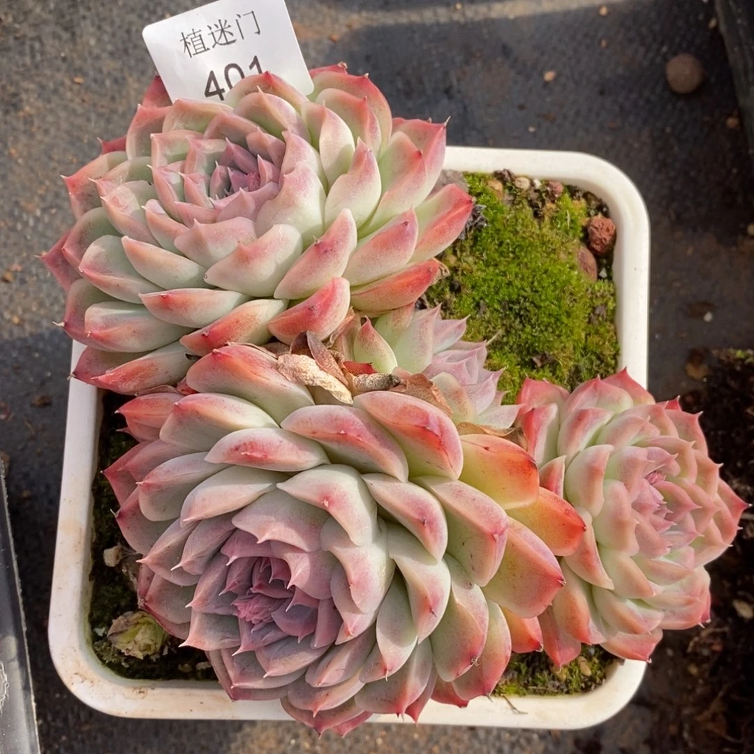 清****༇杂交精品多肉401