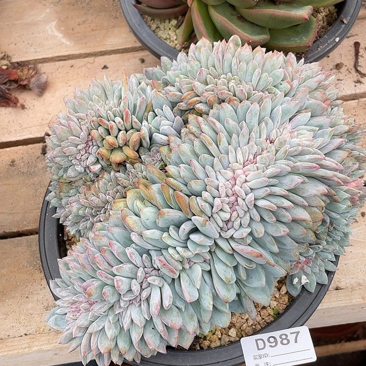 若如东云单拍D987