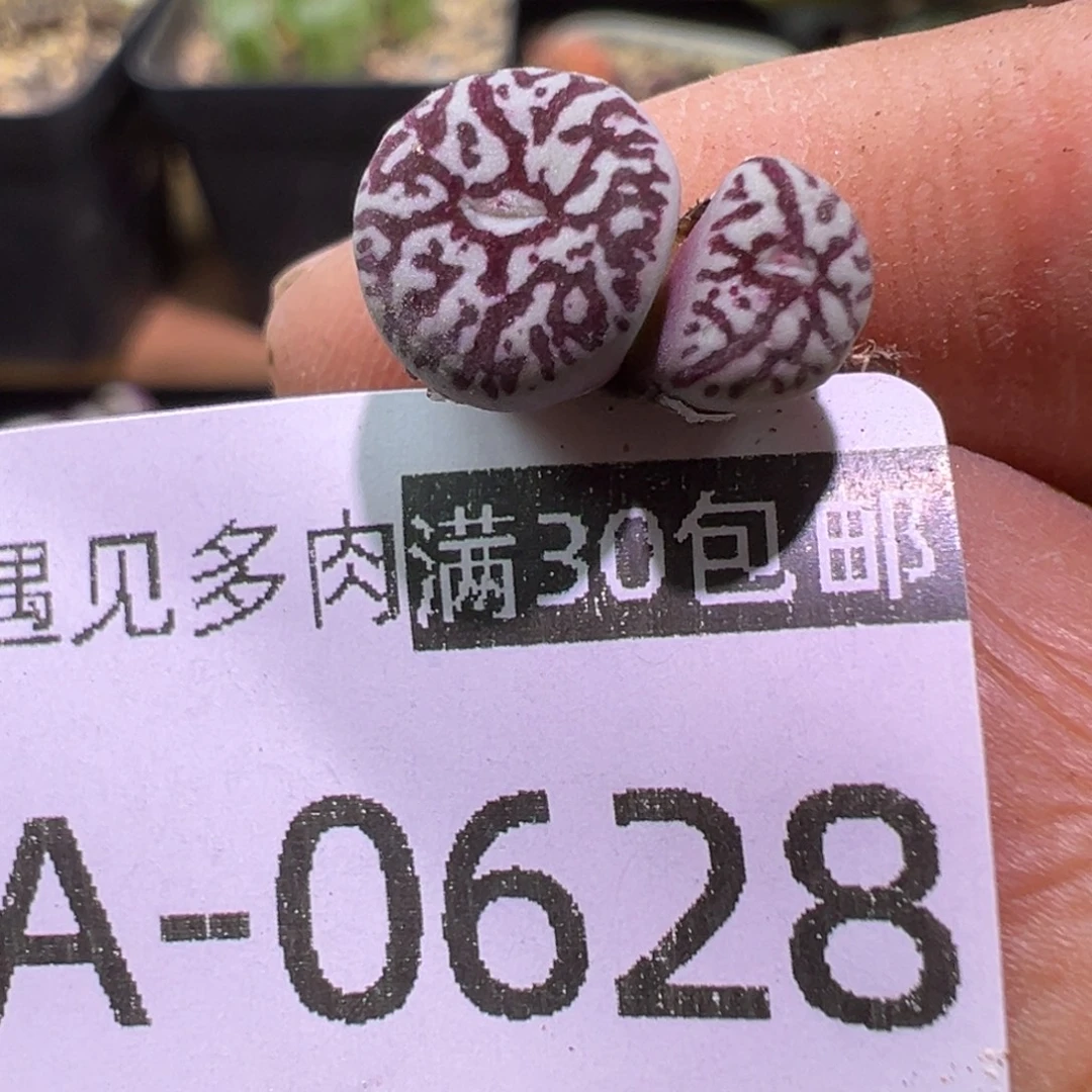 多肉植物111111111111