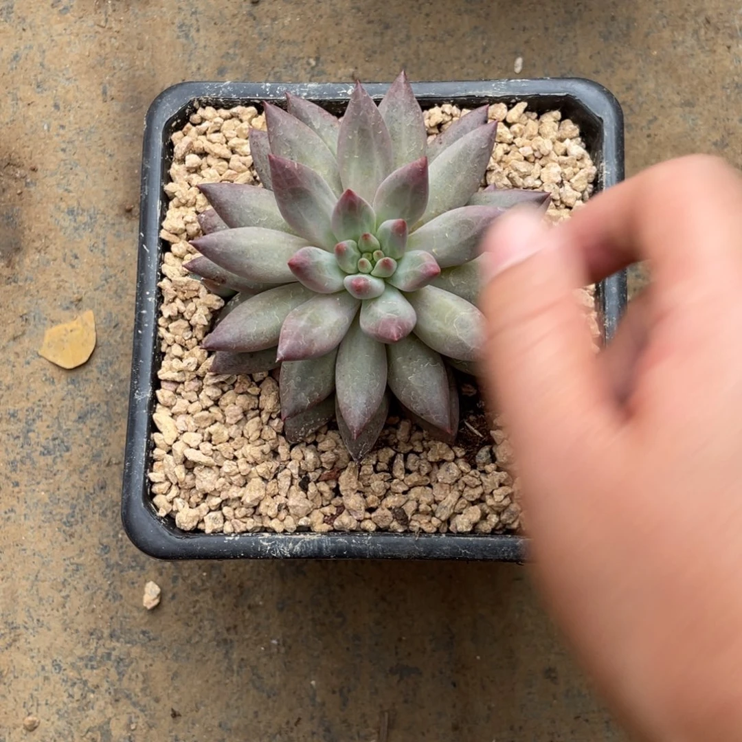 多肉植物的生长发育和生长