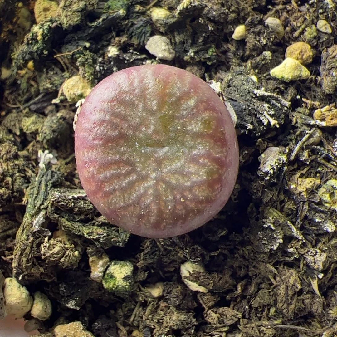 多肉植物肉锥送奶杂铜壶