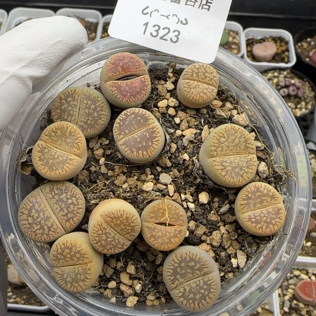 1323。默认脱土。18包邮。偏远88包邮