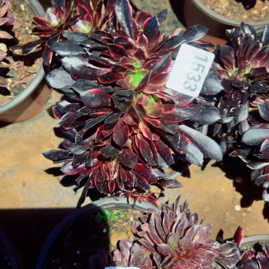 我1533 号多肉法师新年福利