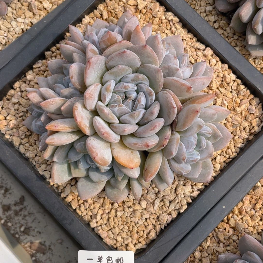 芳*0906-22-梦露,。,,。