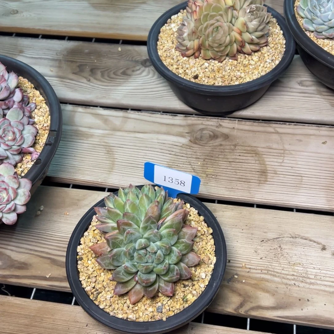 龙*1358肉多么多哦哟度哟哦