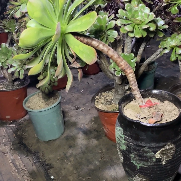 65香炉盘多肉多肉植物多肉多肉