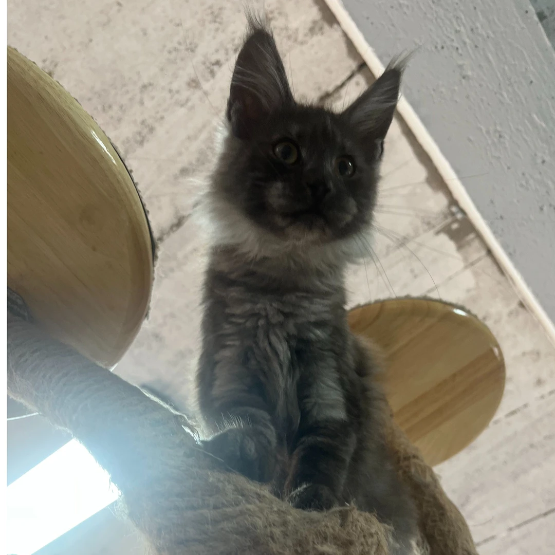 猫小院缅因猫烟灰色妹妹疫苗齐全四个月驱虫体内外一次