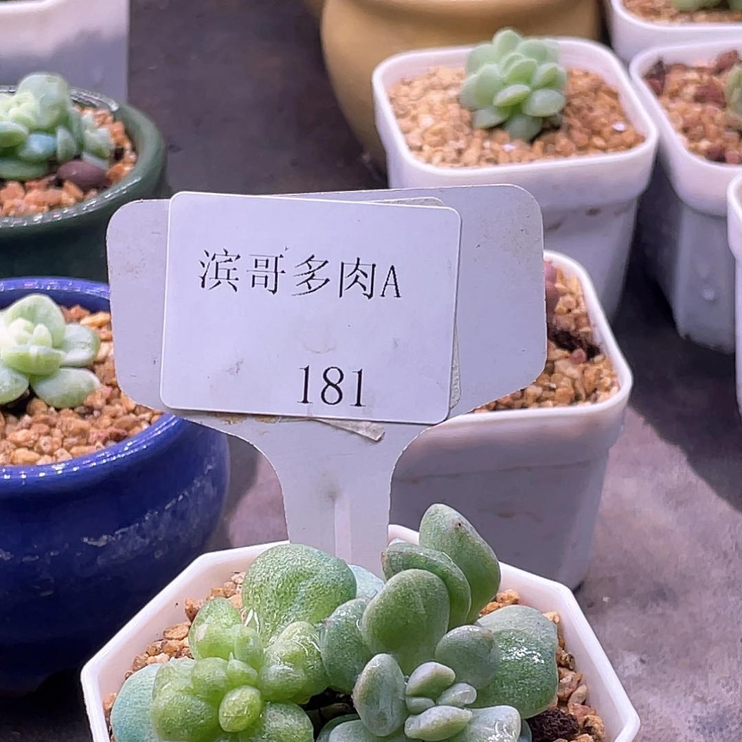 ↑***光滨哥多肉A181冰玉石化变异三头