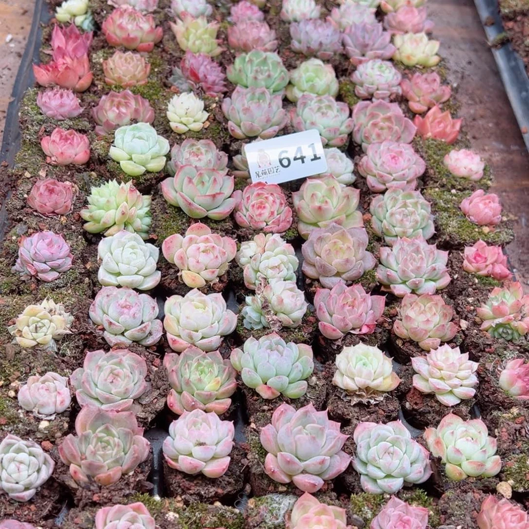 猎*多肉植物多肉植物