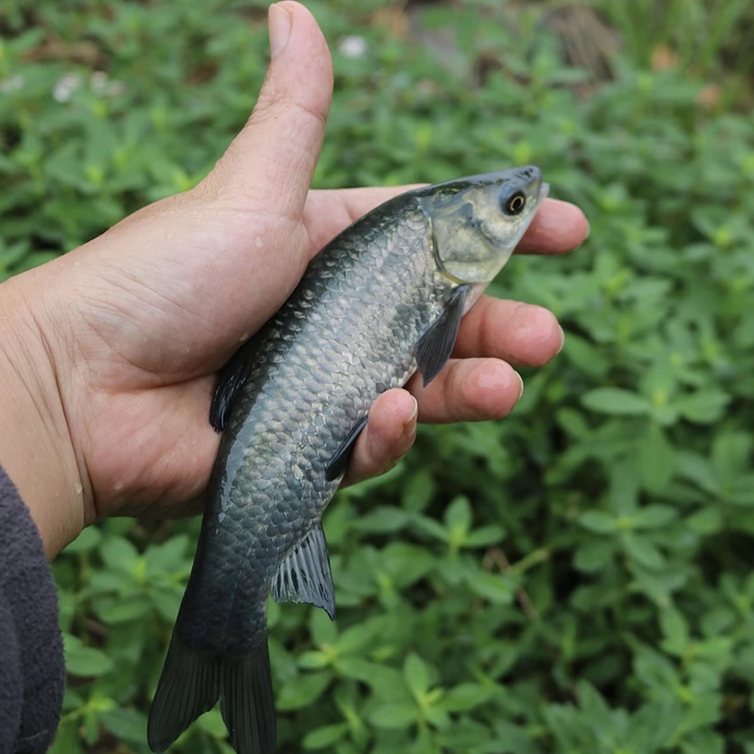 青 鱼 螺 丝 青 观赏鱼 渔场直发 宠物鱼